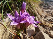 20 Gentianella anisodonta - Genzianella anisodonta baciata dal sole